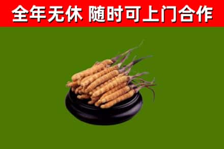 乌海回收散虫草